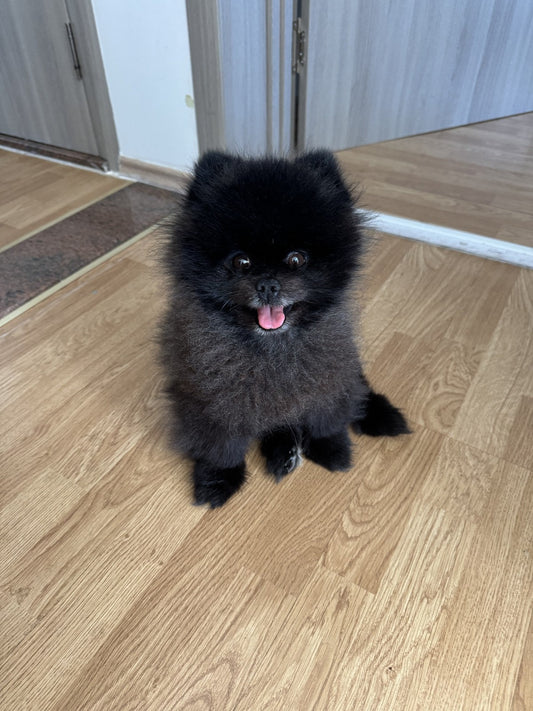 Phone photo of a black Pomeranian – starting photo for a pet portrait
